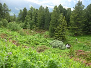 Alpengarten Patscherkofel
