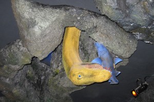 Triassic Park